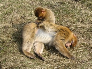 monkey-101483_640